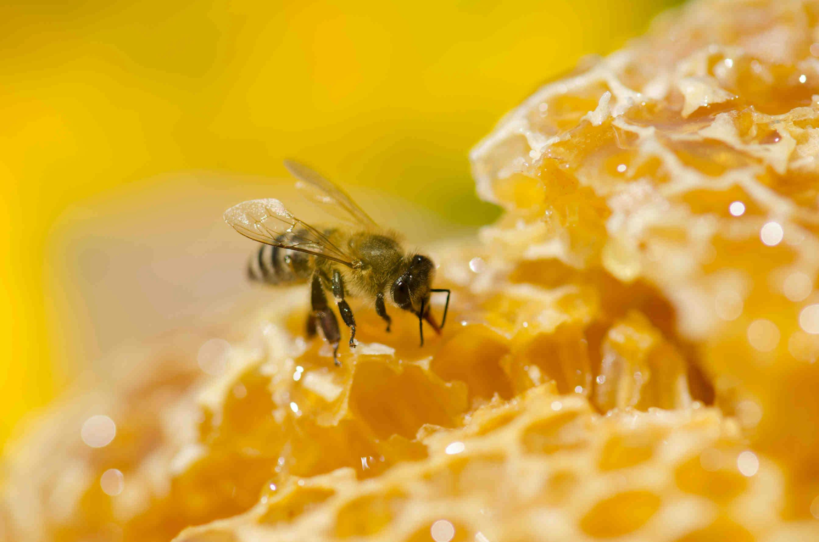 Le api, una risorsa per il pianeta
