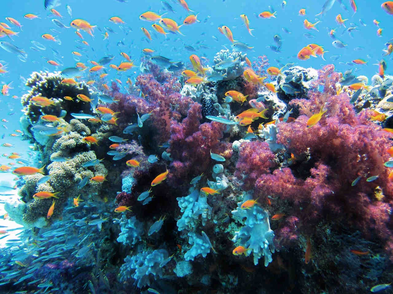 Gli ecosistemi vegetali e il colore degli oceani