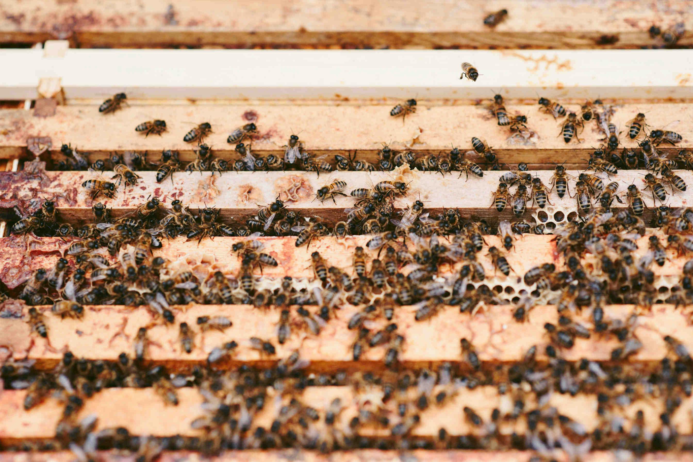 Verringerung der Anzahl der Bienenrämchen