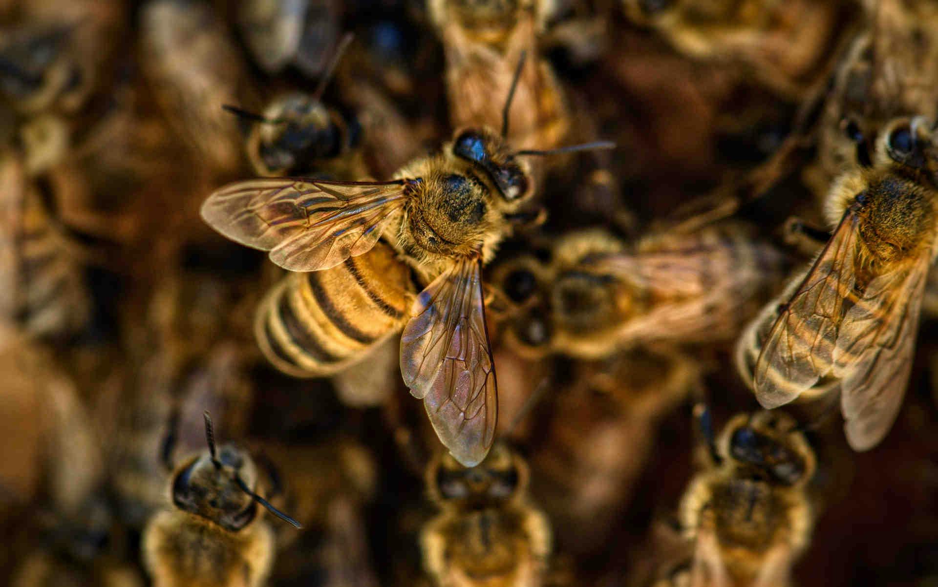 Sostieni un apicoltore locale e le sue api