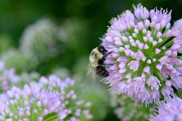 Il Pollinator Monitoring Scheme: che cos’è e a cosa serve