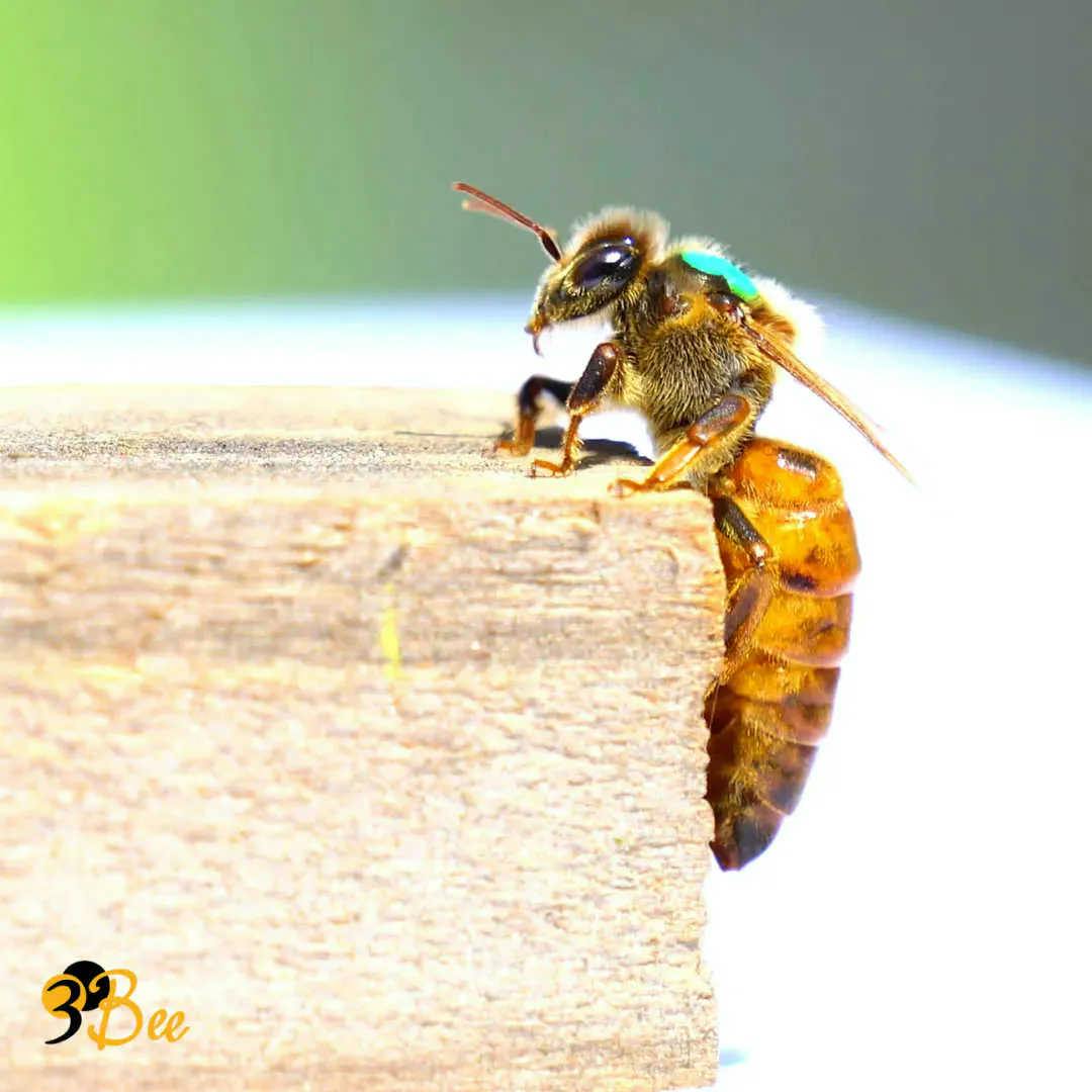 Que pouvez-vous faire pour les abeilles ?