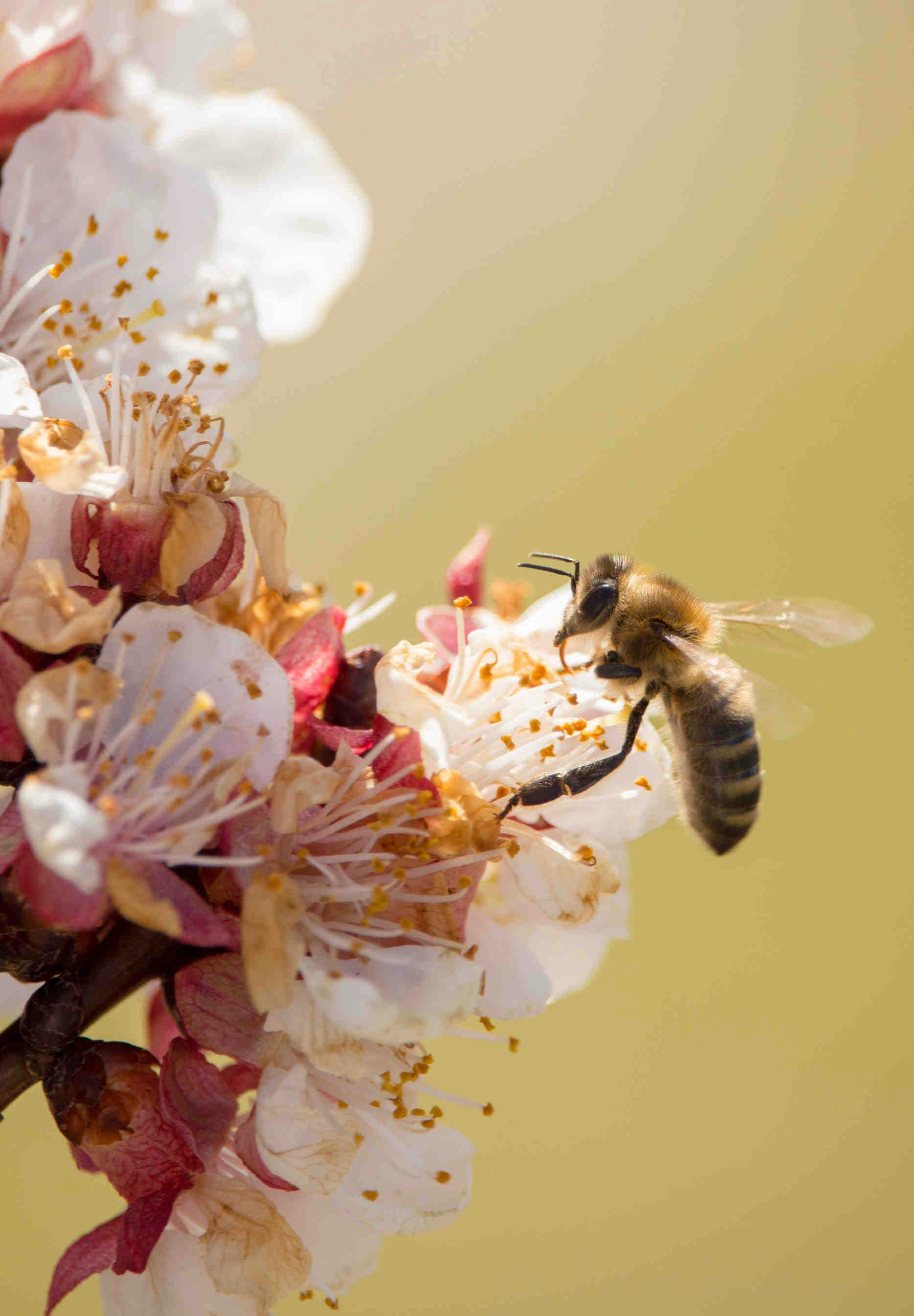 Benefici e proprietà del miele di Ailanto