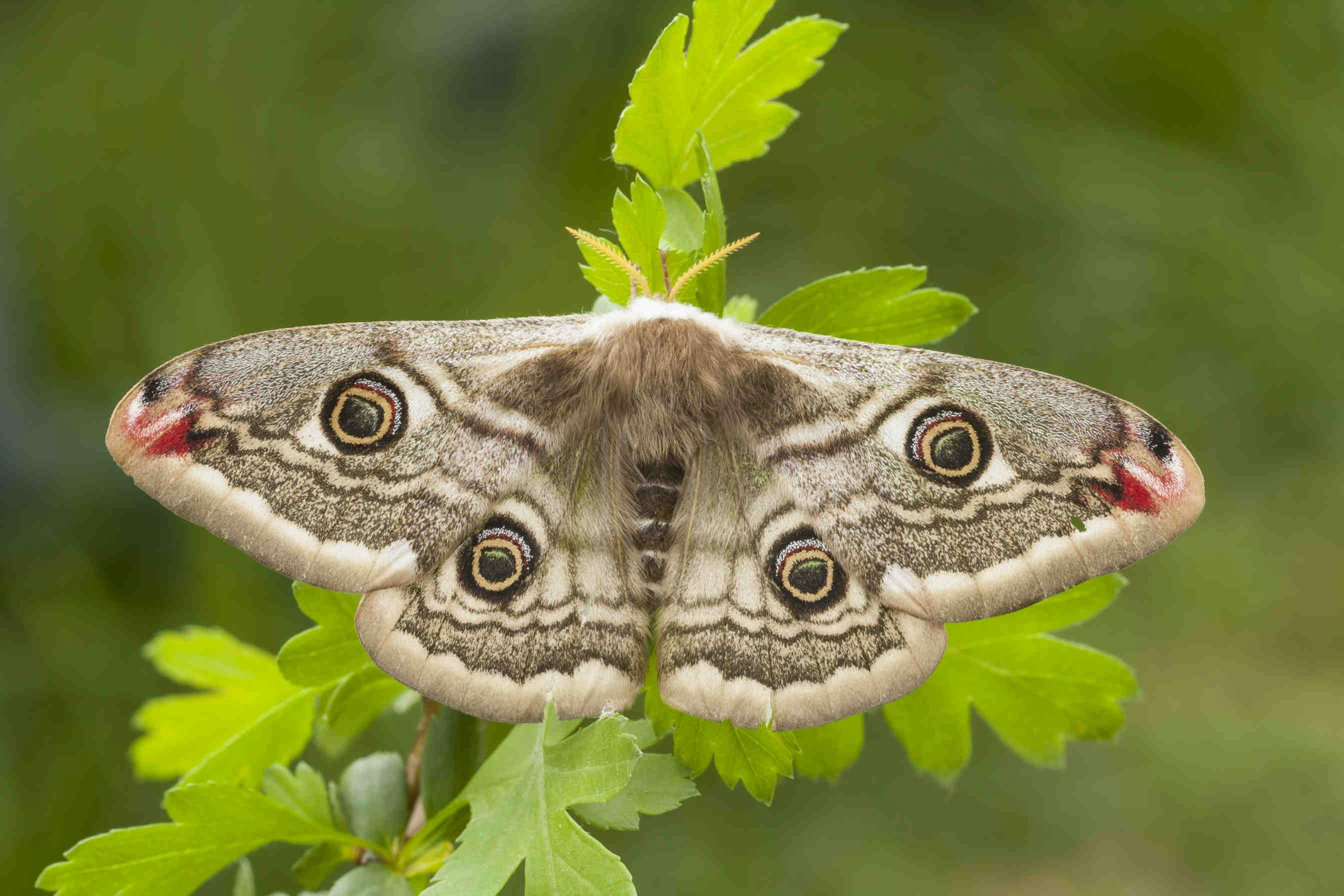 Farfalle e falene: le principali differenze