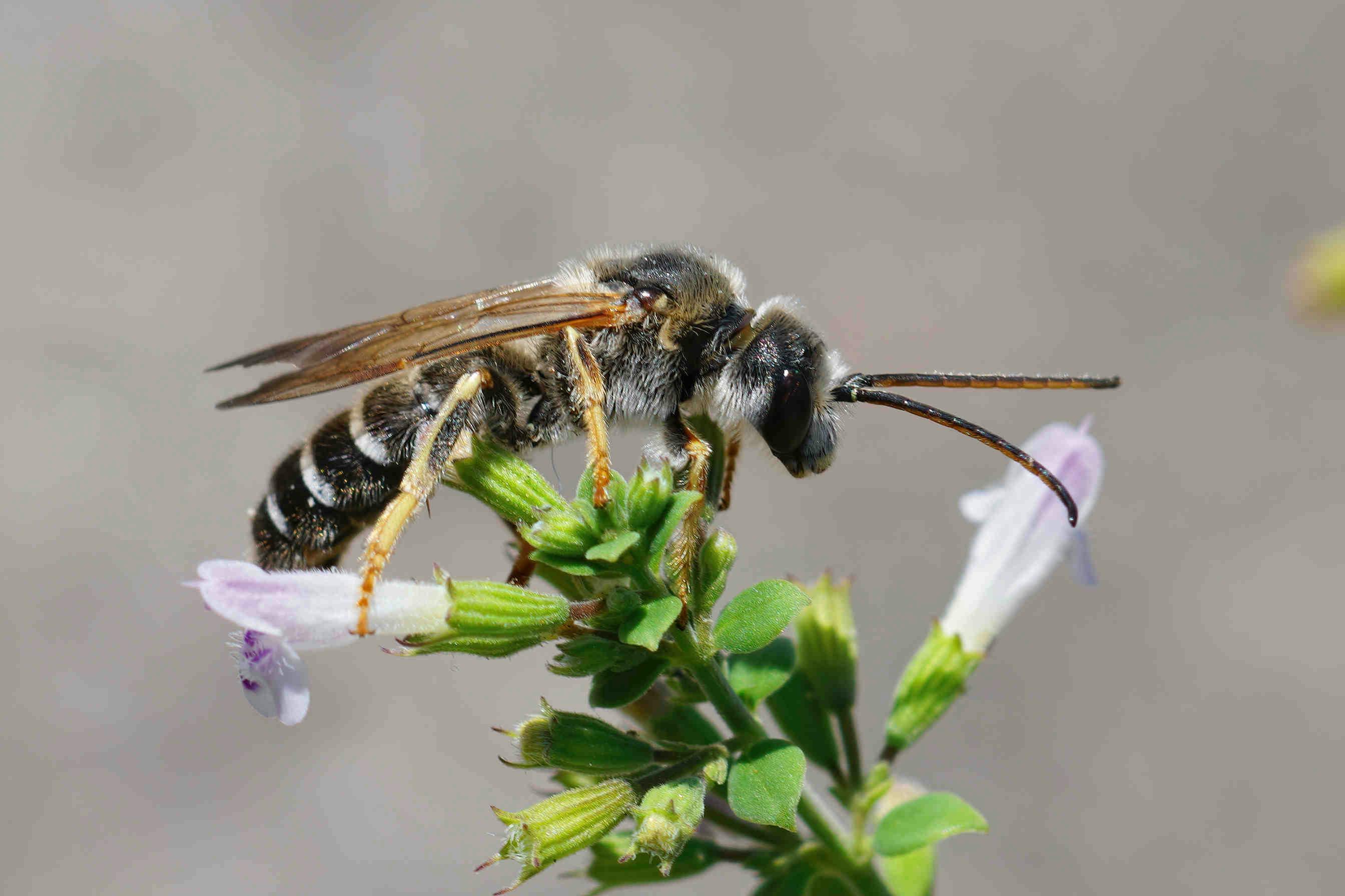The Importance of Bees for the Ecosystem