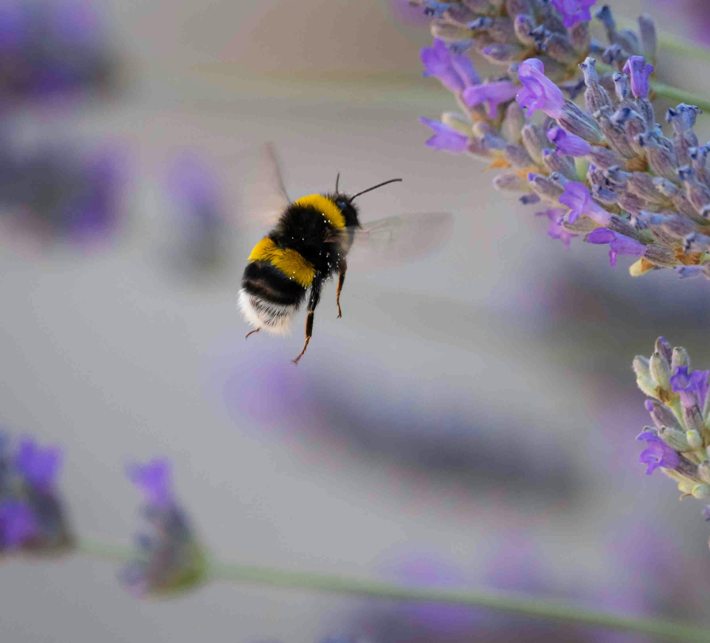 Hábitat de los abejorros: distintos hogares