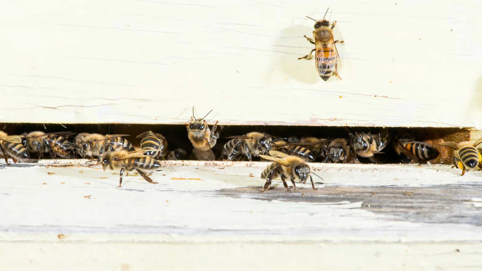 Wie erzeugen Bienen Honig?