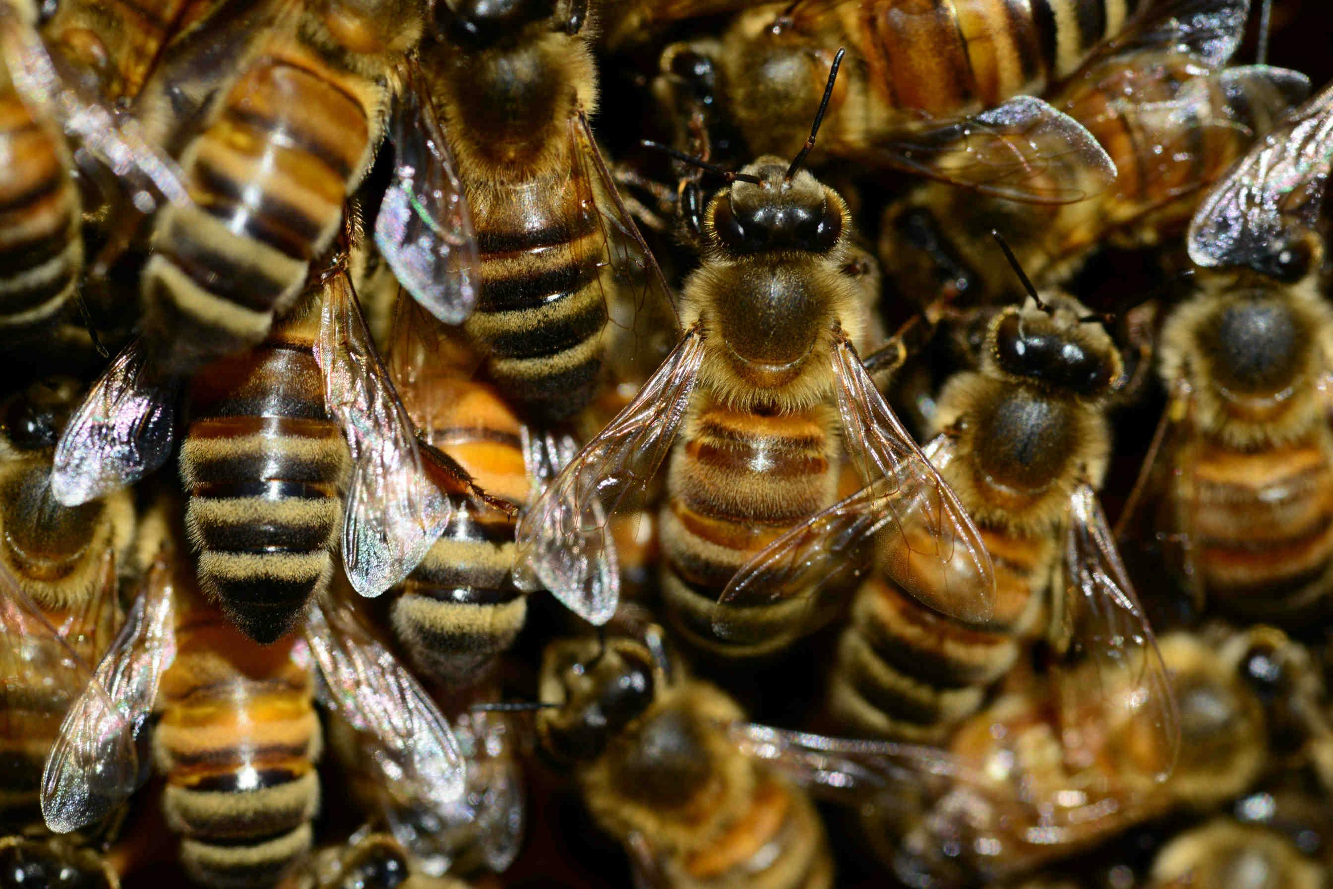 Bienen sind Herdentiere