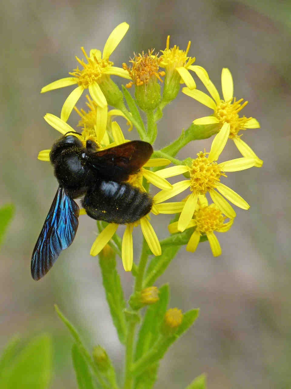 Cos'è il Pollinator Monitoring Scheme (PoMS)