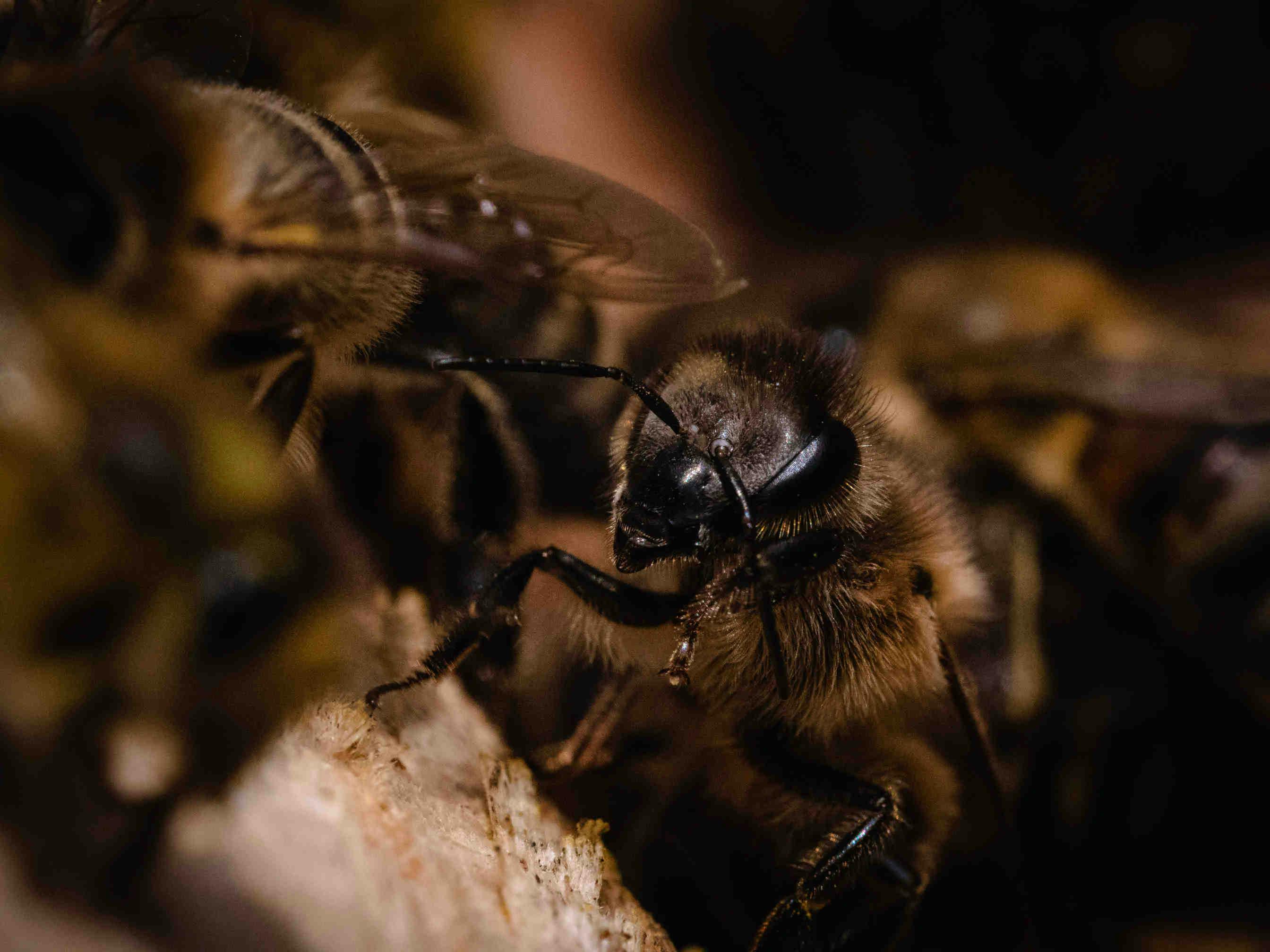 Warum das Bienenpate-werden-Projekt?