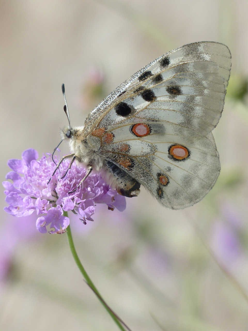Farfalle e biodiversità