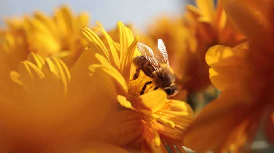 Das Wichtigste für die Honigproduktion: Nektar