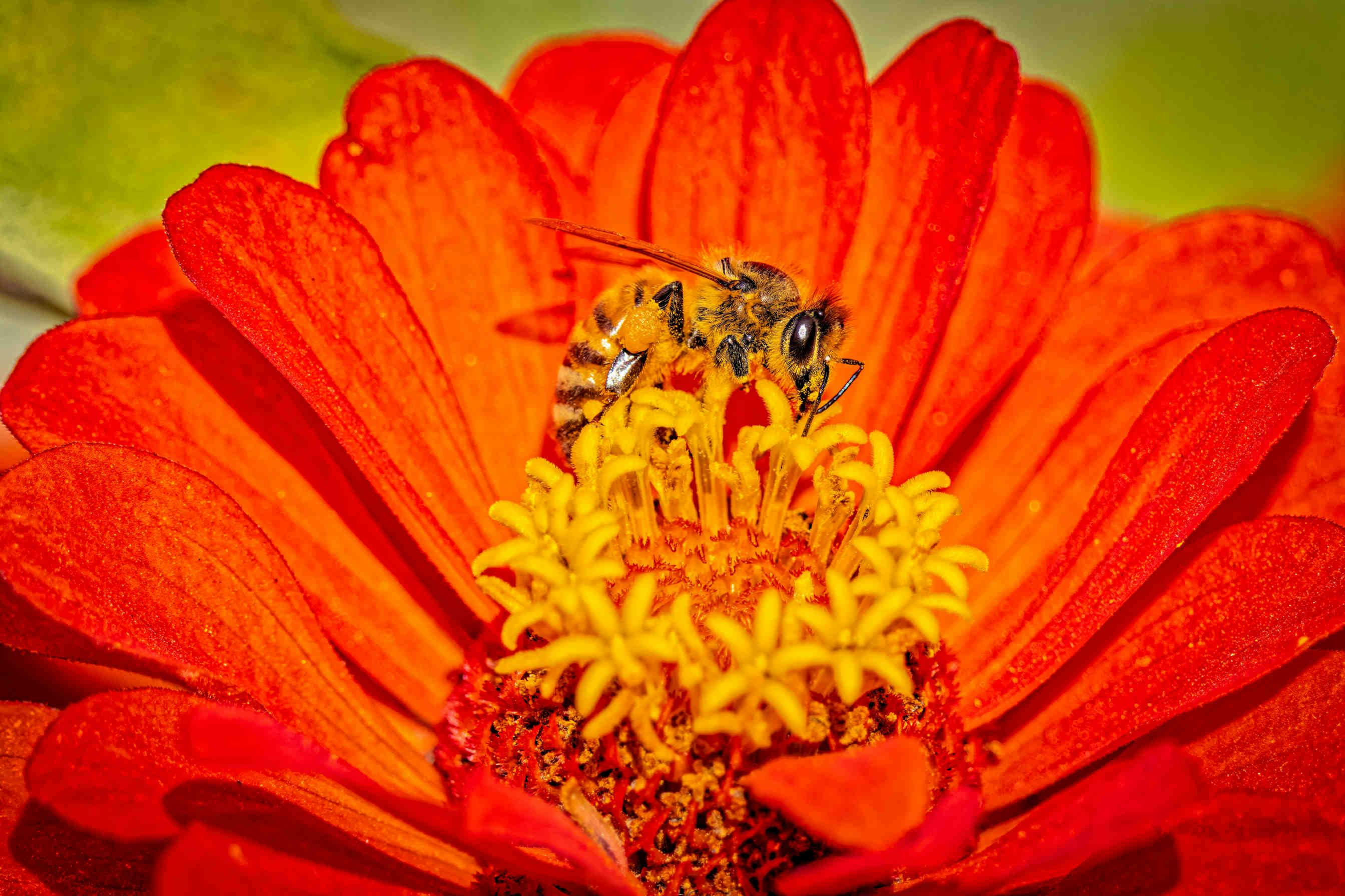 Il ruolo delle api nella conservazione della biodiversità