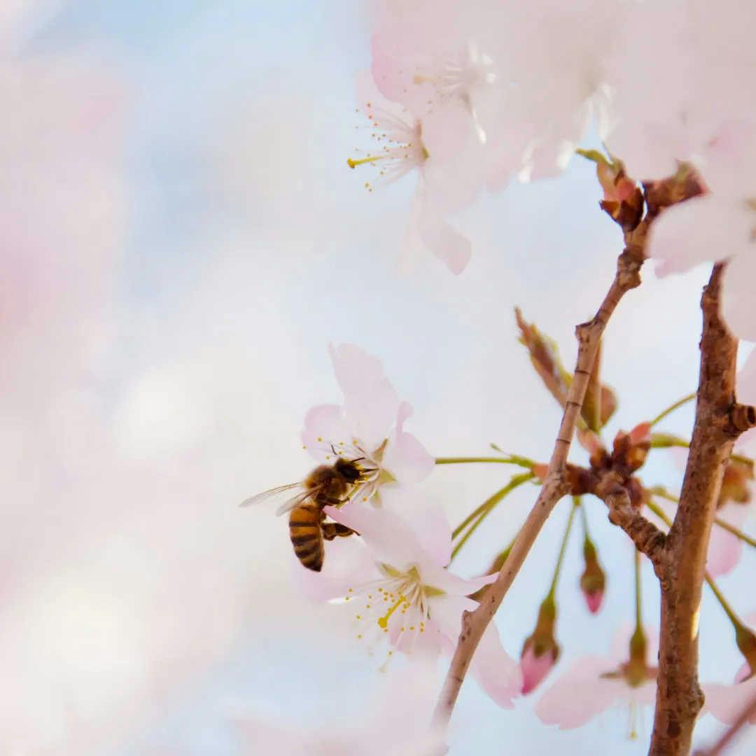 Wie kann man Bienen helfen? Hier sind 8 Tipps