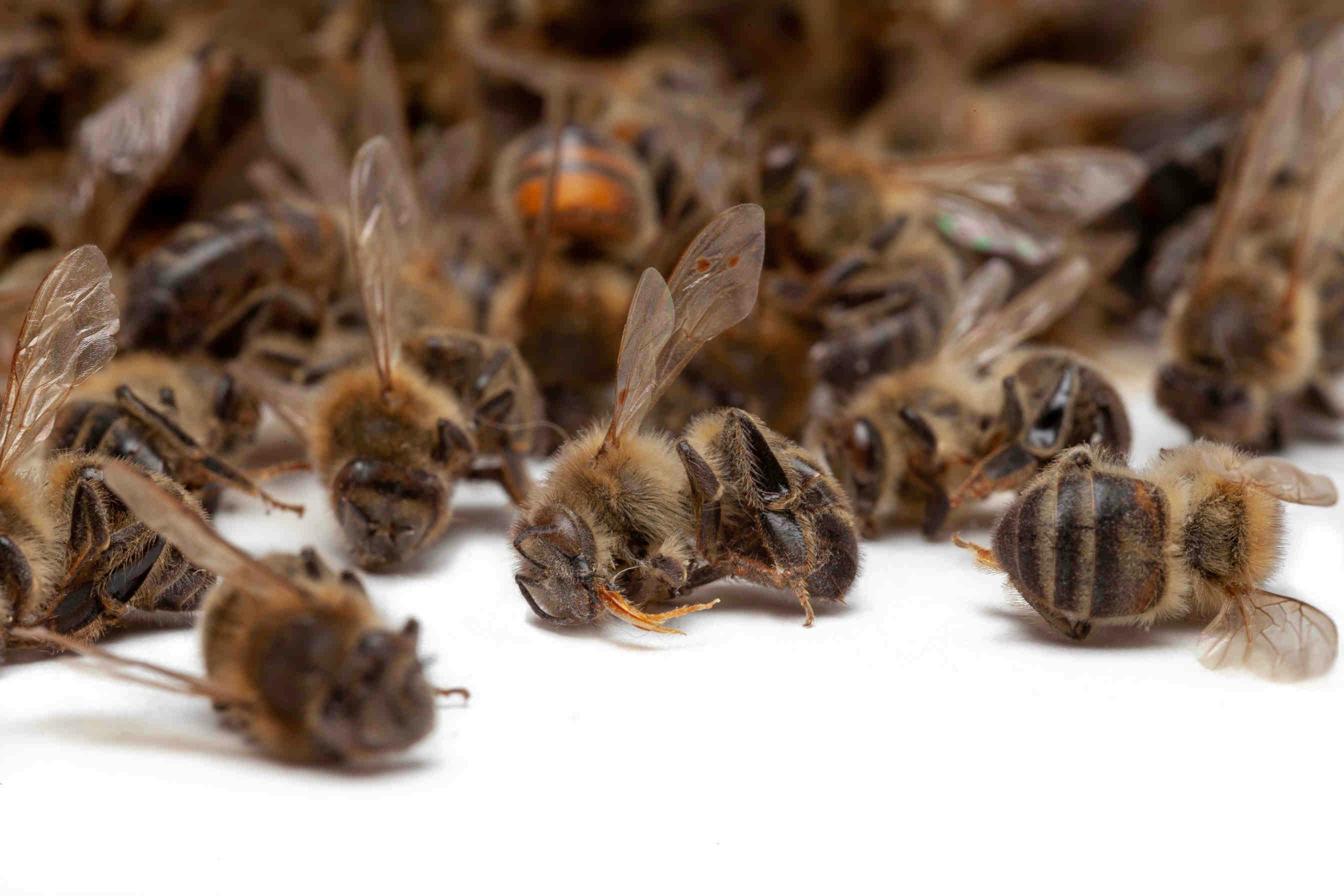 Paradox of Honeybee Survival