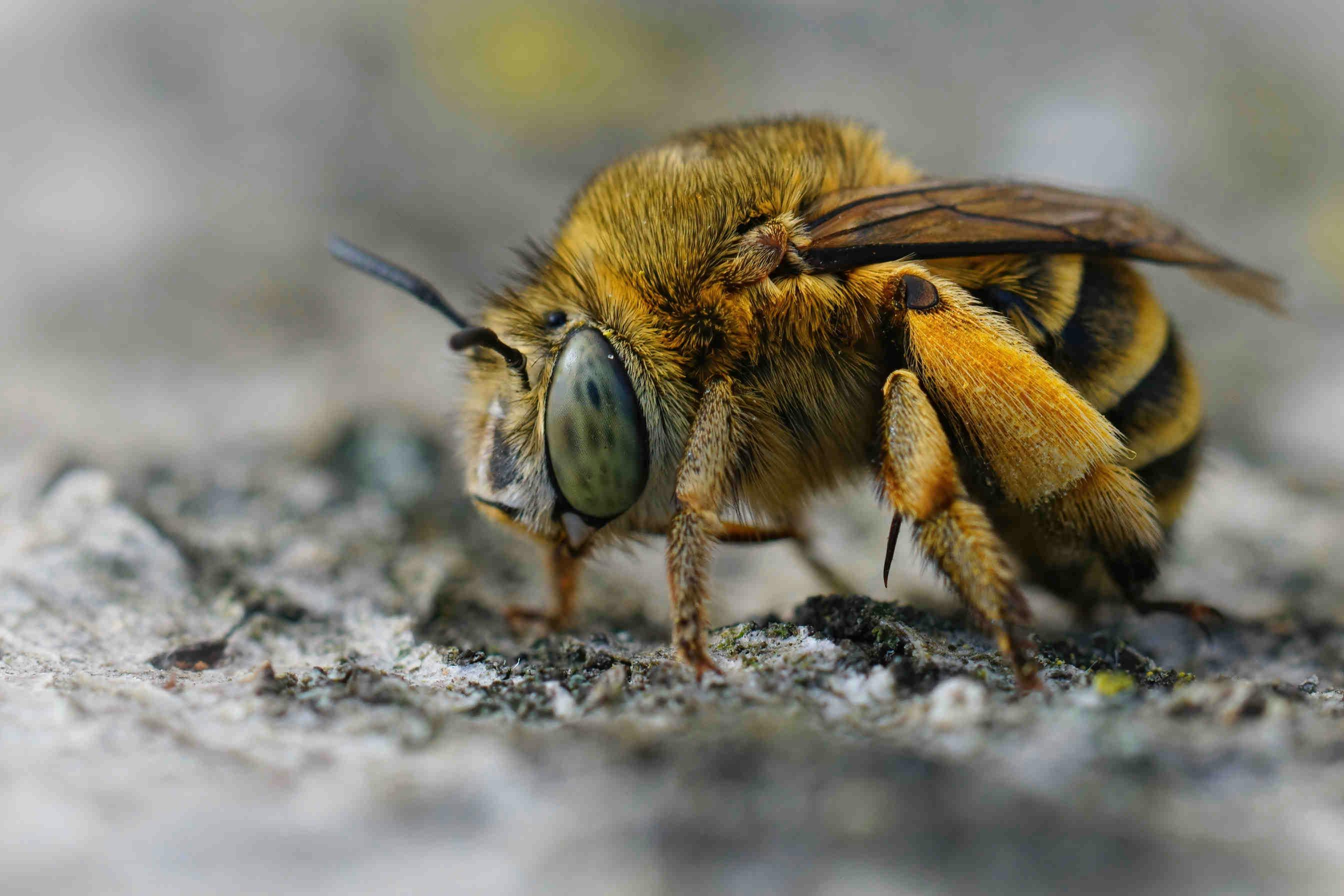 The Unintended Consequences of Boosting Honeybee Colonies