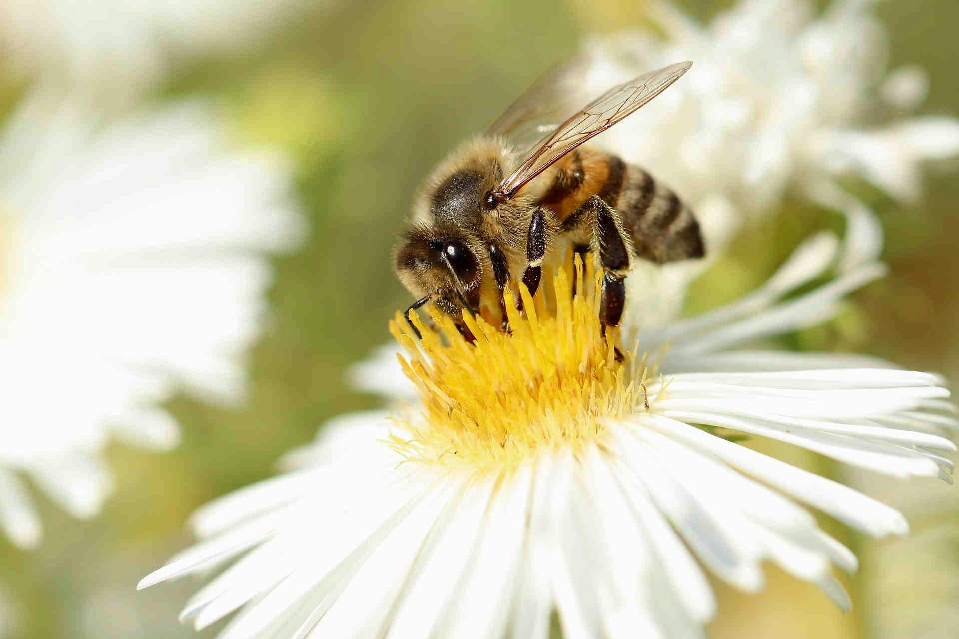 La plus grande étude de recherche et de soin des abeilles