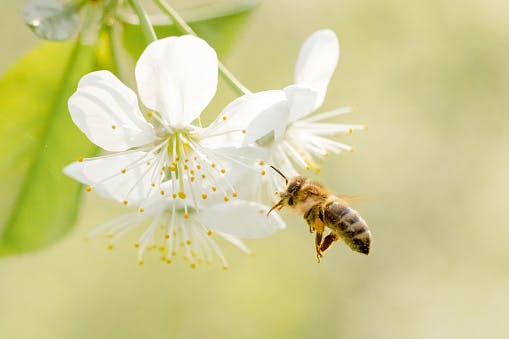 EINEN BIENENSTOCK ADOPTIEREN – Bienenpate werden