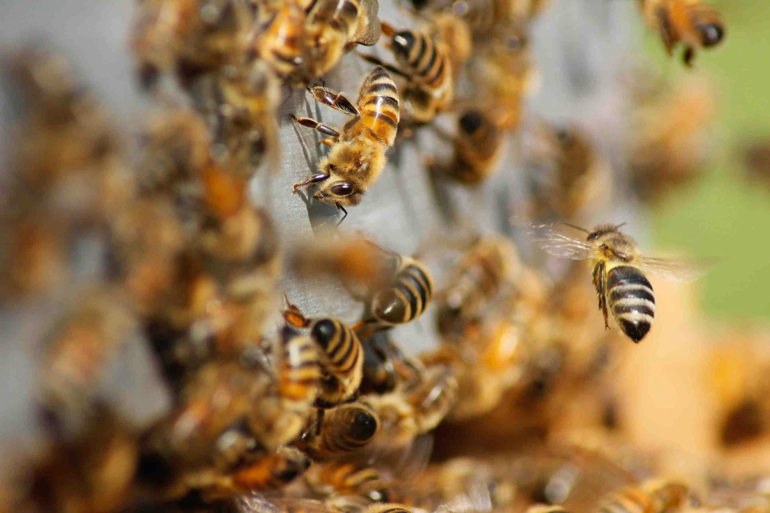 Wie lange lebt eine Bienenkönigin?