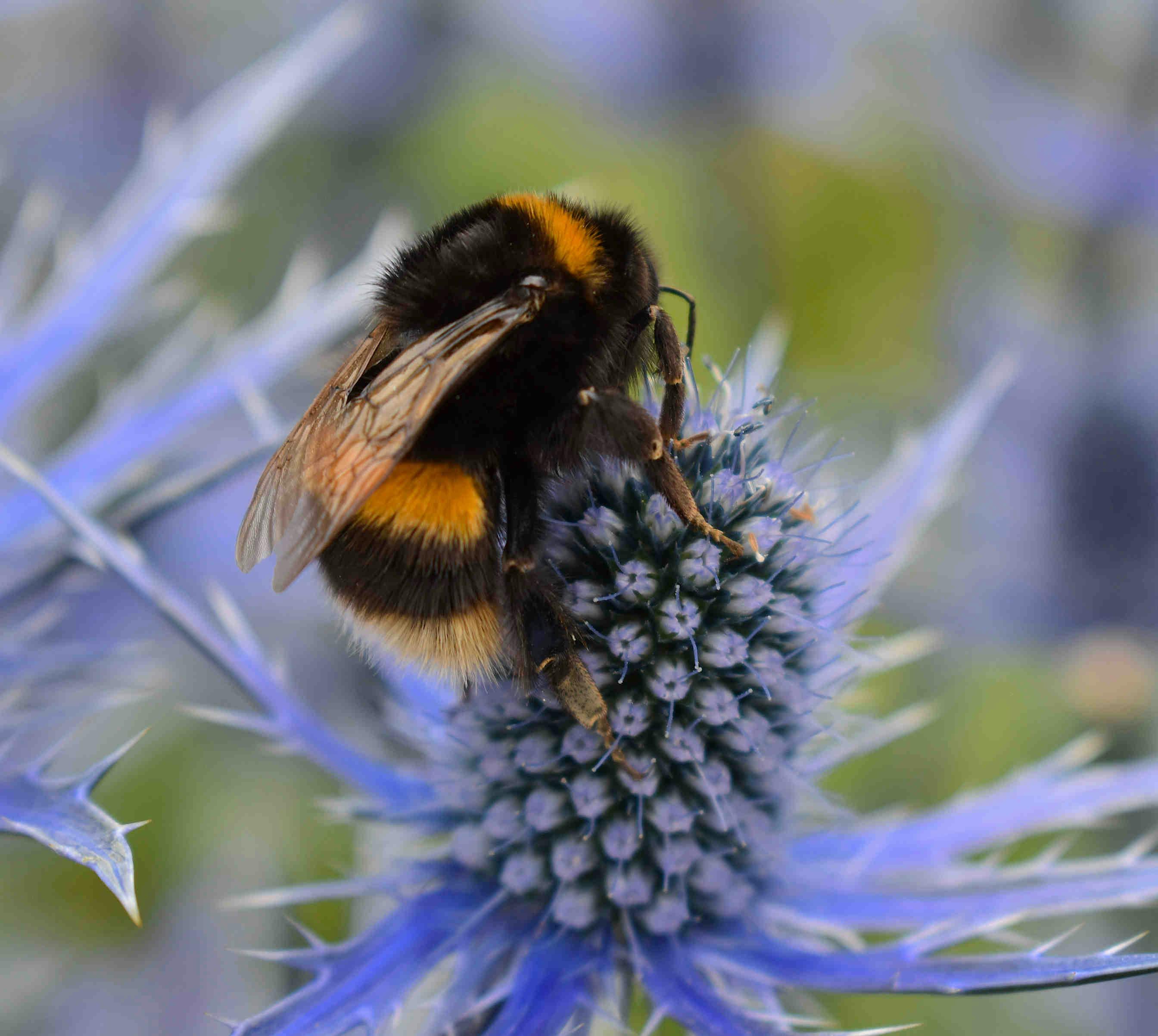 Rol ecosistémico y preservación de los abejorros