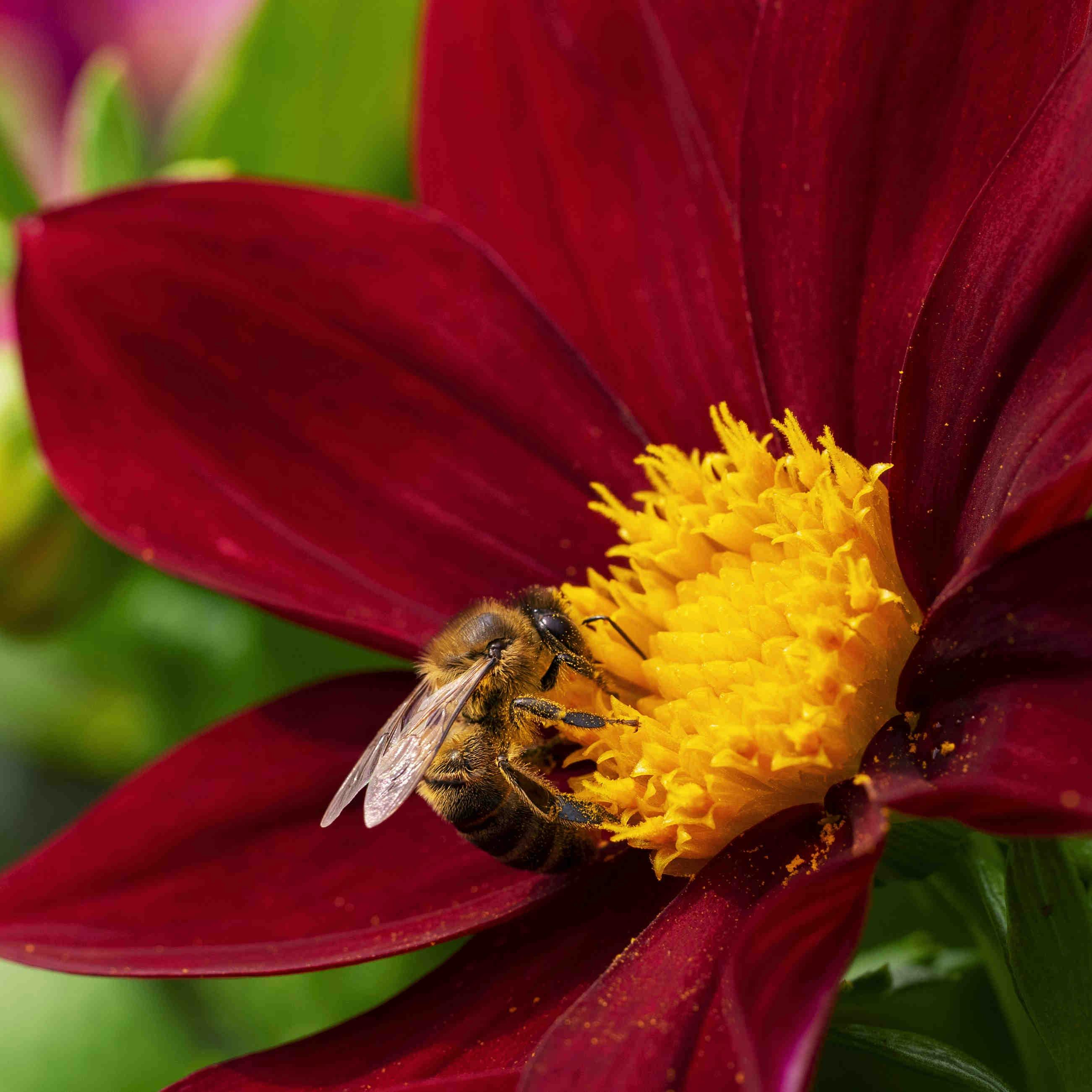 Farbverarbeitung bei Bienen: die Studie