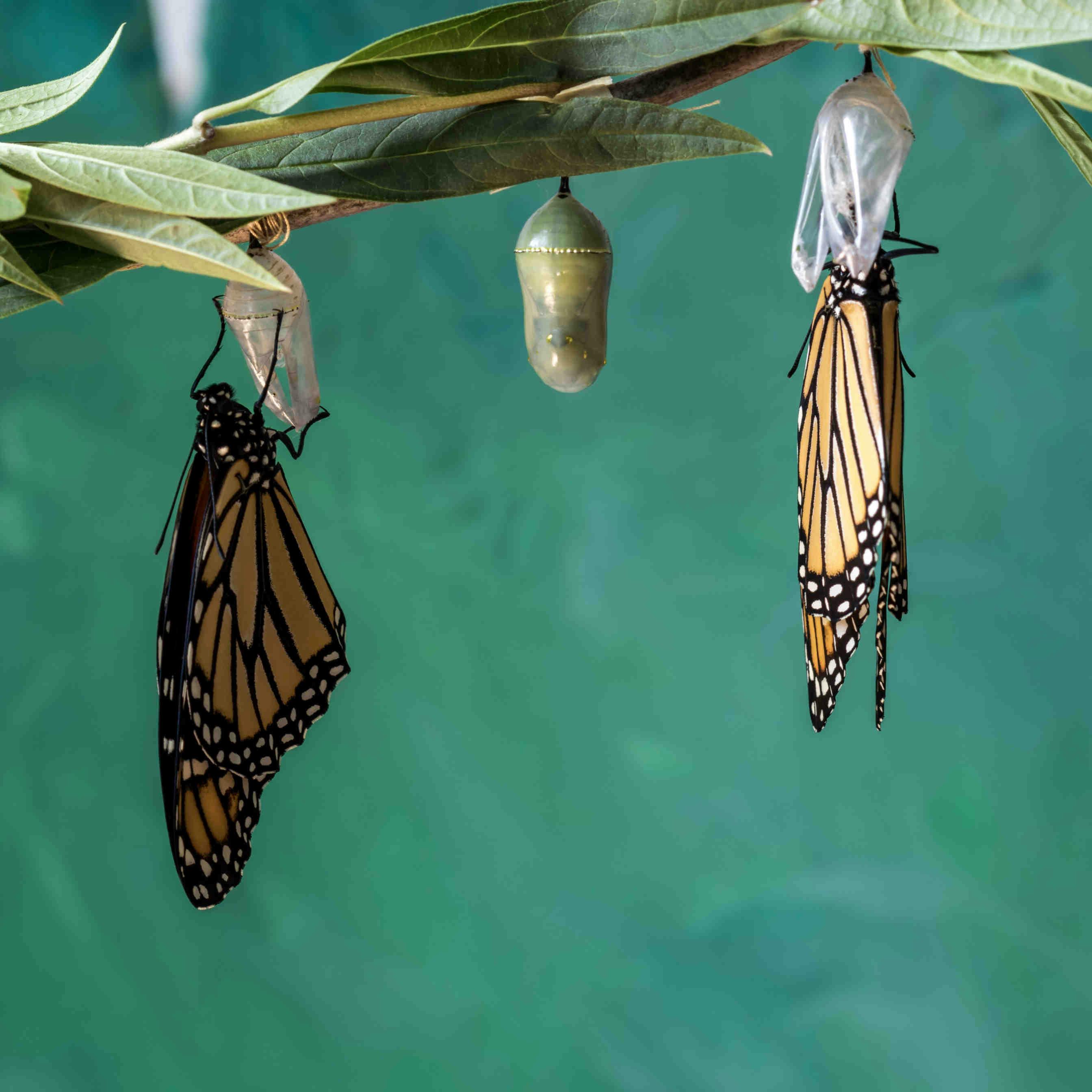 Le cycle de vie des papillons : les étapes