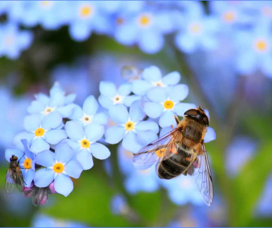 Comment expliquer l'importance des abeilles aux enfants ?