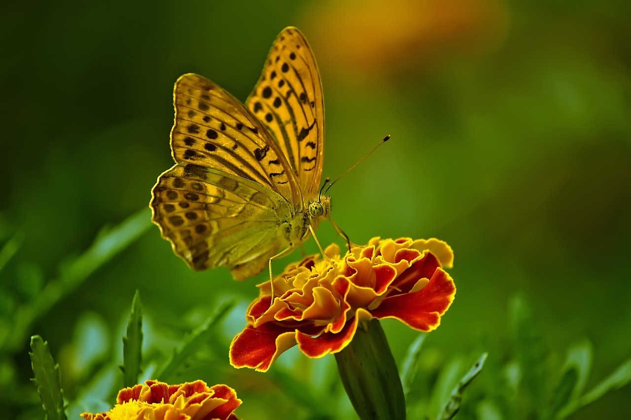 Farfalle: le funzioni cromatiche delle ali