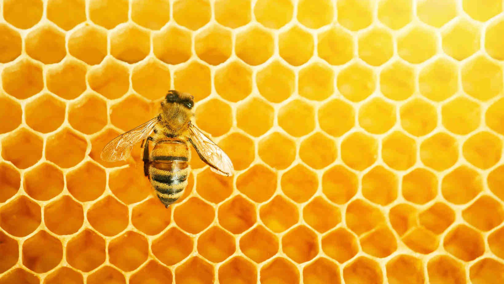 Bienen schützen mit 3Bee
