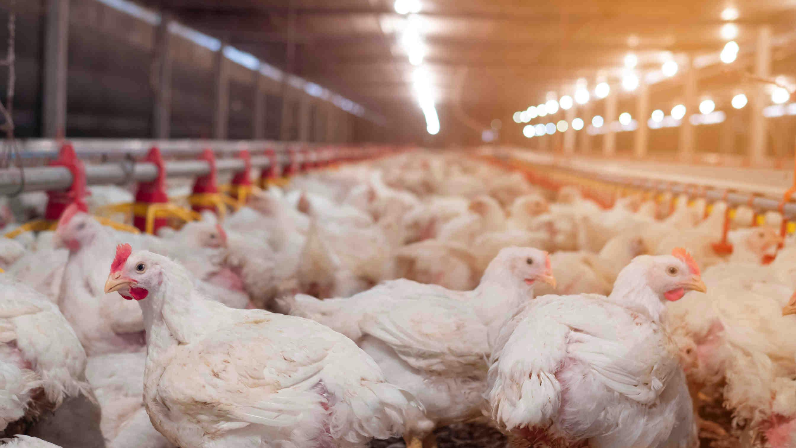 Il pollo è davvero sostenibile?