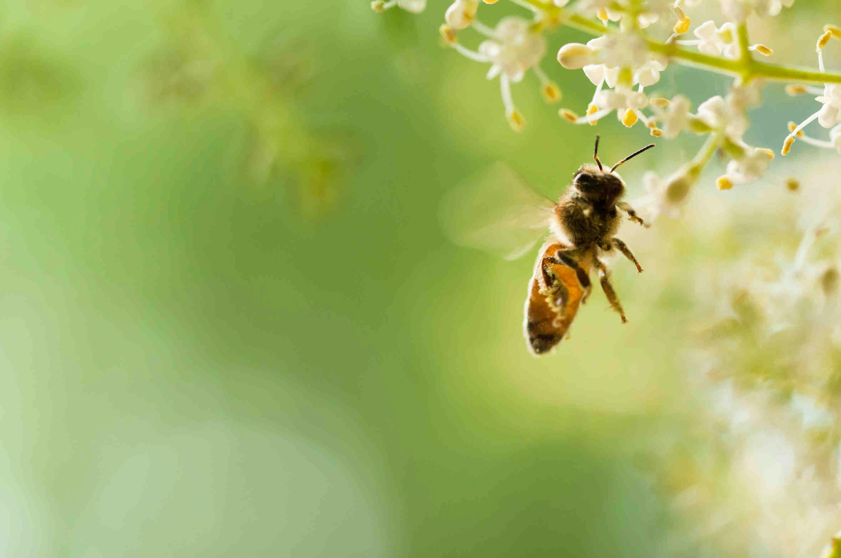 Be IT realizza il primo apiario innovativo “Made in Italy”