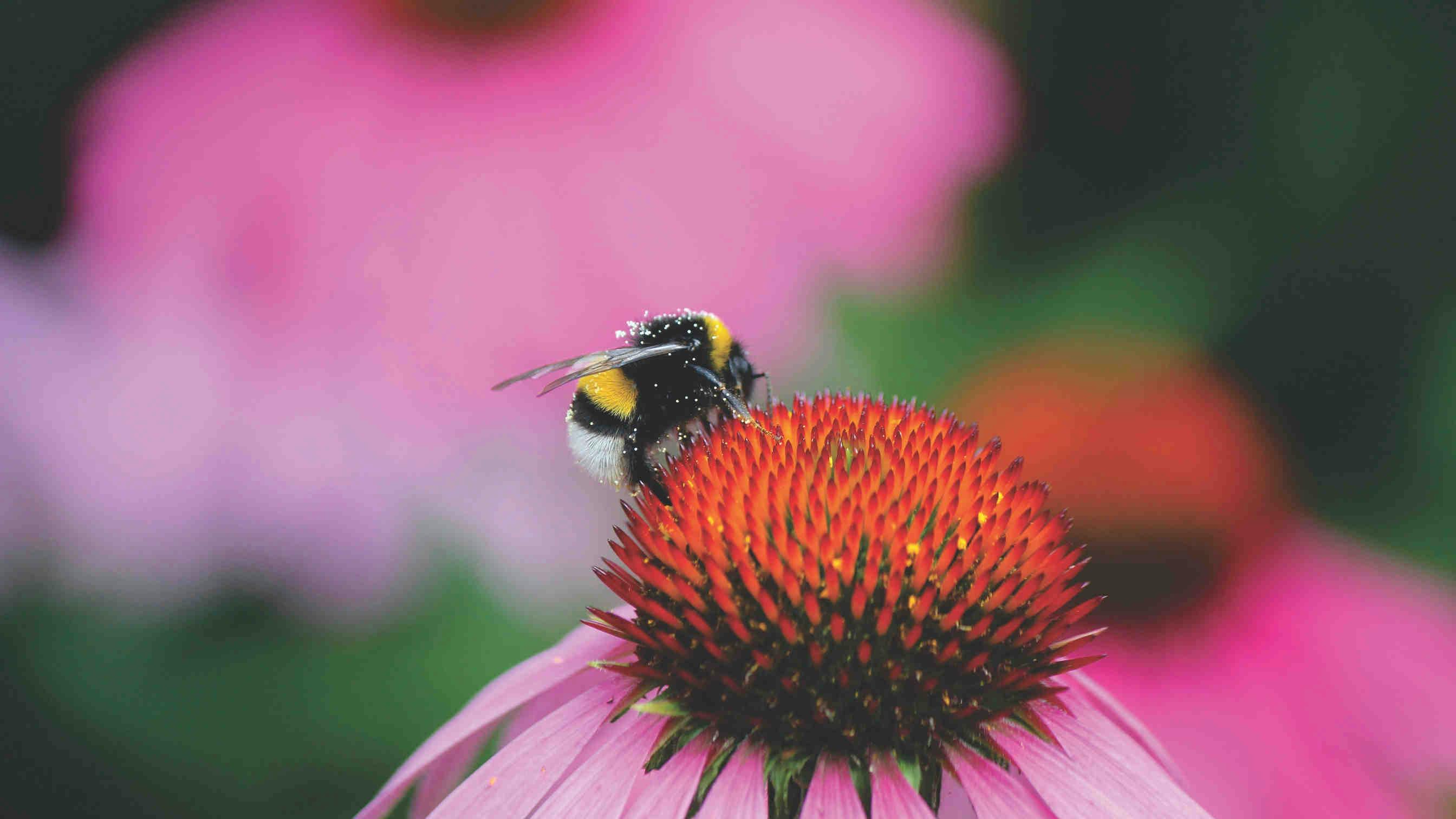3Oasis de abejas para combatir el cambio climático