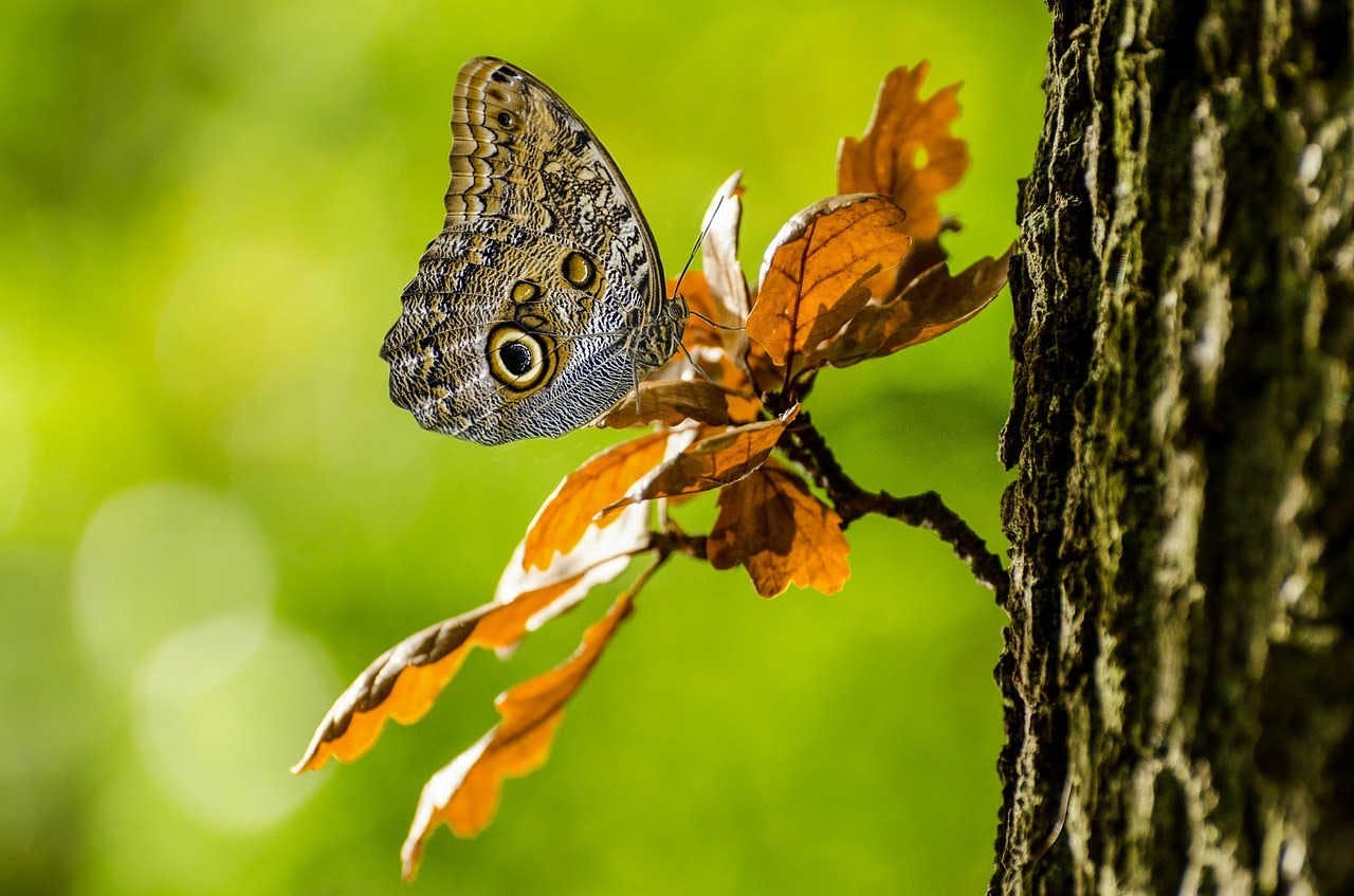 La rapida evoluzione cromatica delle farfalle