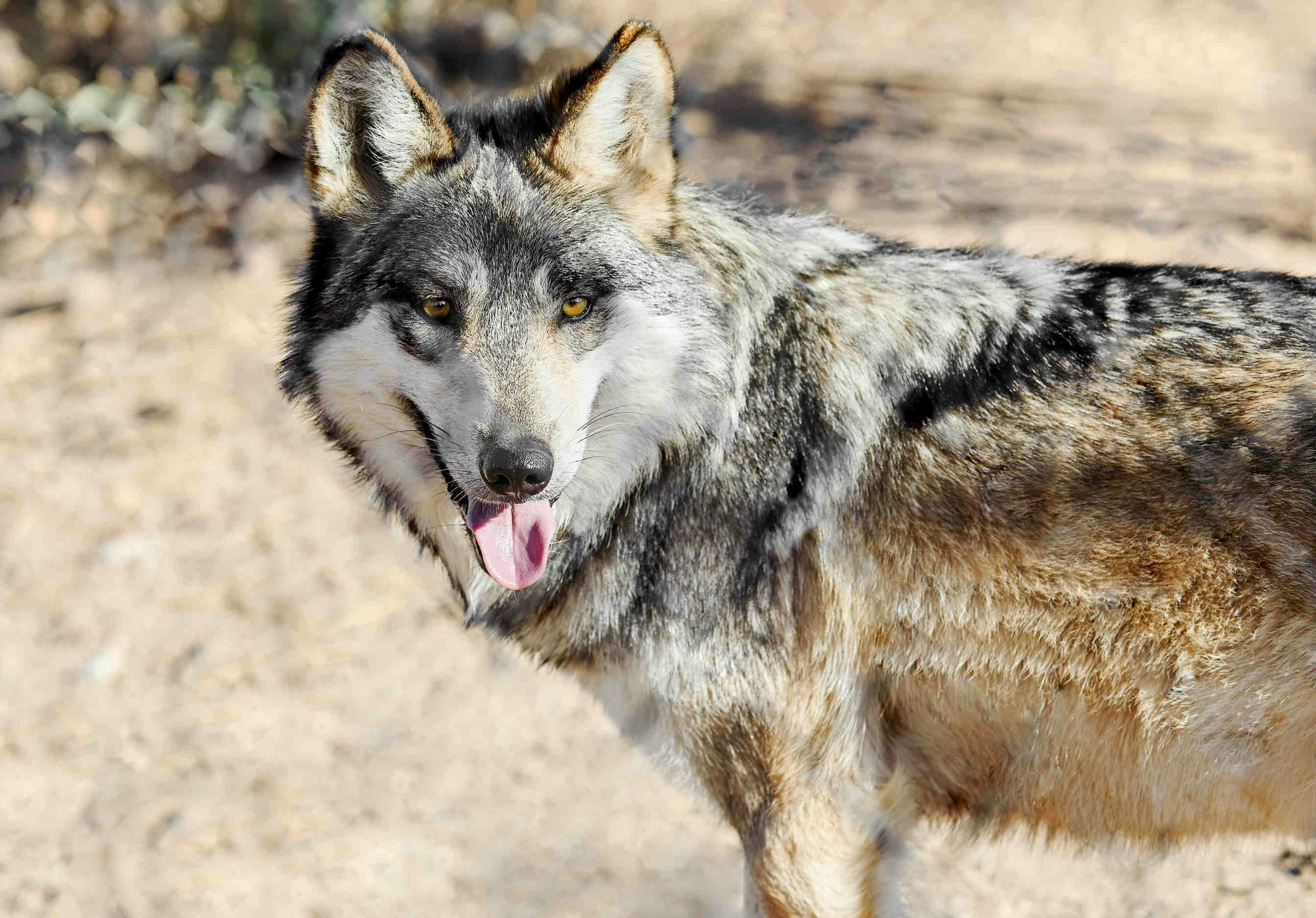 Genetic Diversity: The Example of Wolves