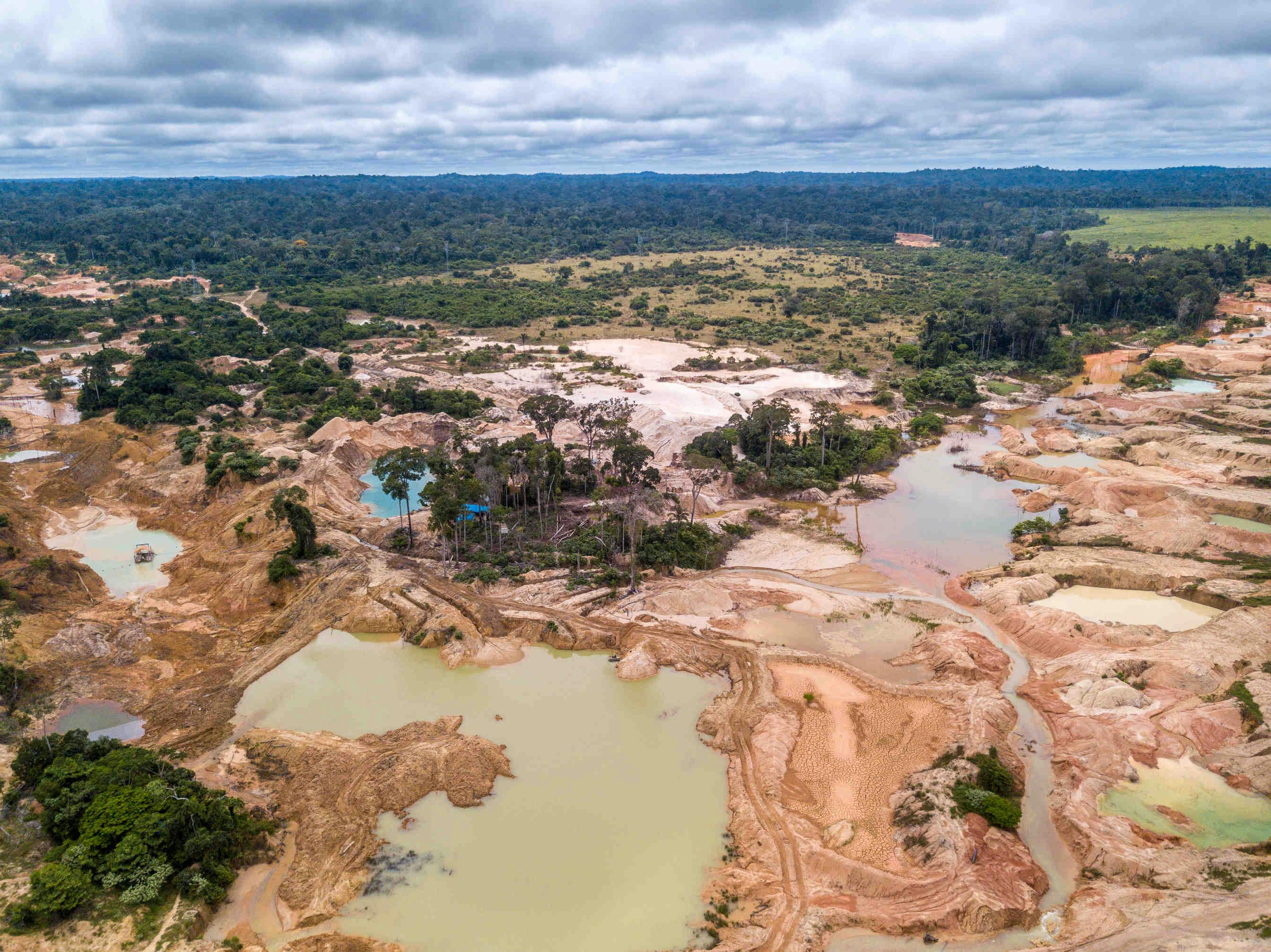 Foresta amazzonica: rigenerare per evitare il Tipping Point