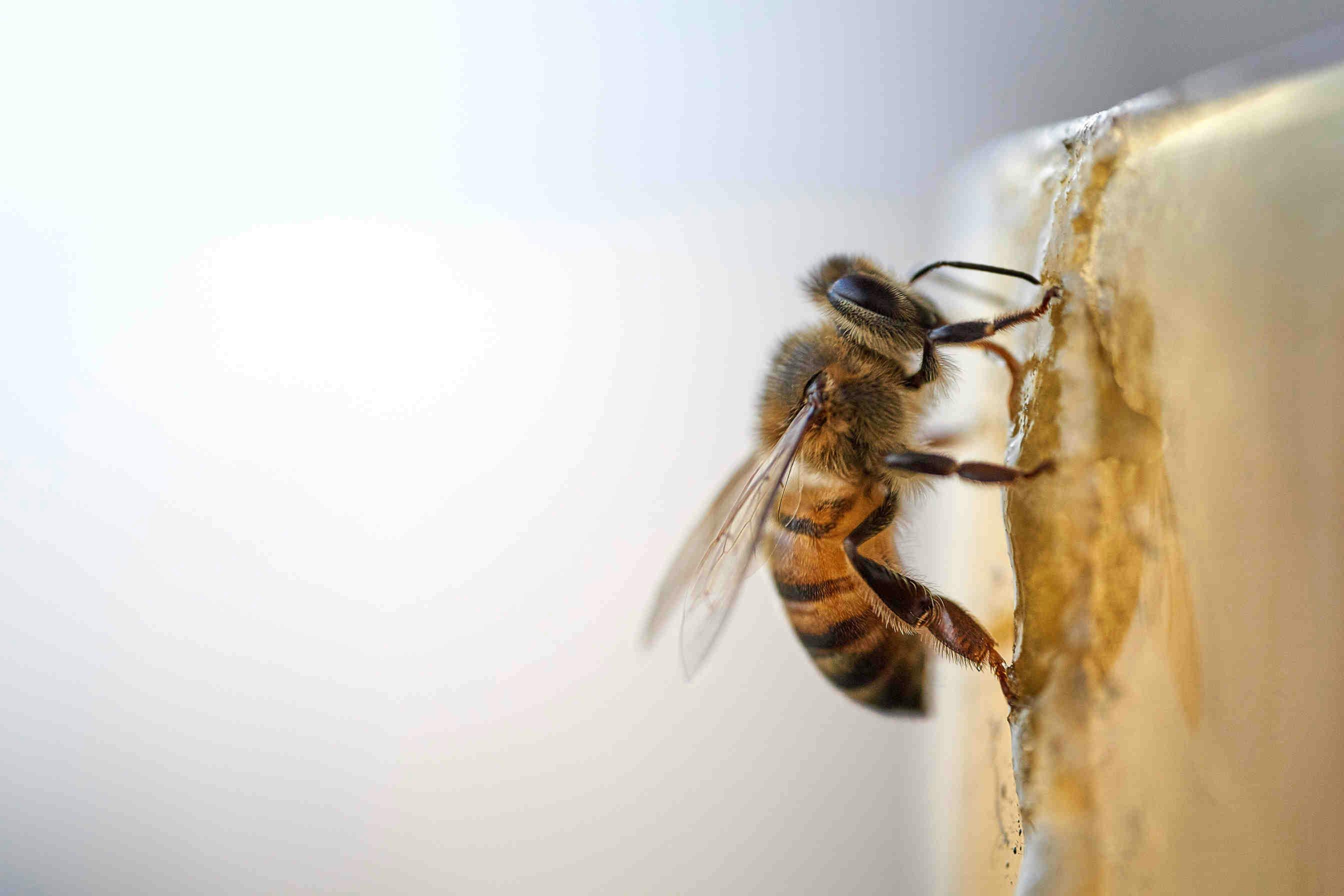 Bienenstockpate werden