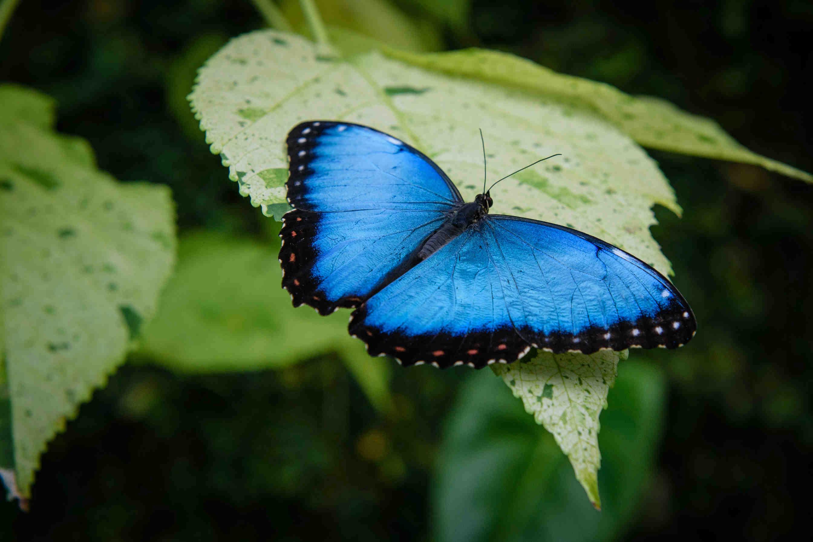 Farfalle monocolore e colorate: esempi