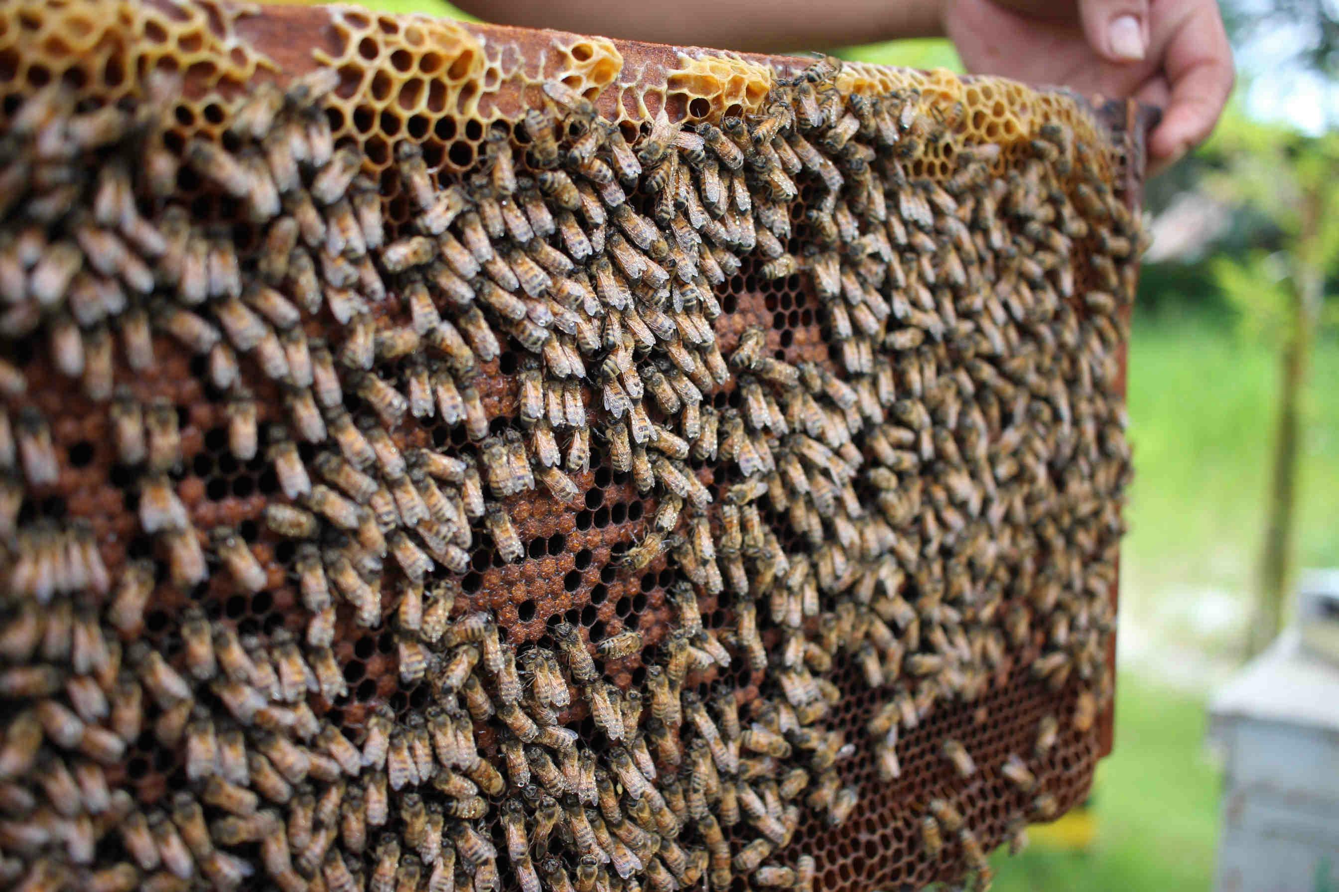 Adotta un Alveare e scegli il tuo apicoltore locale