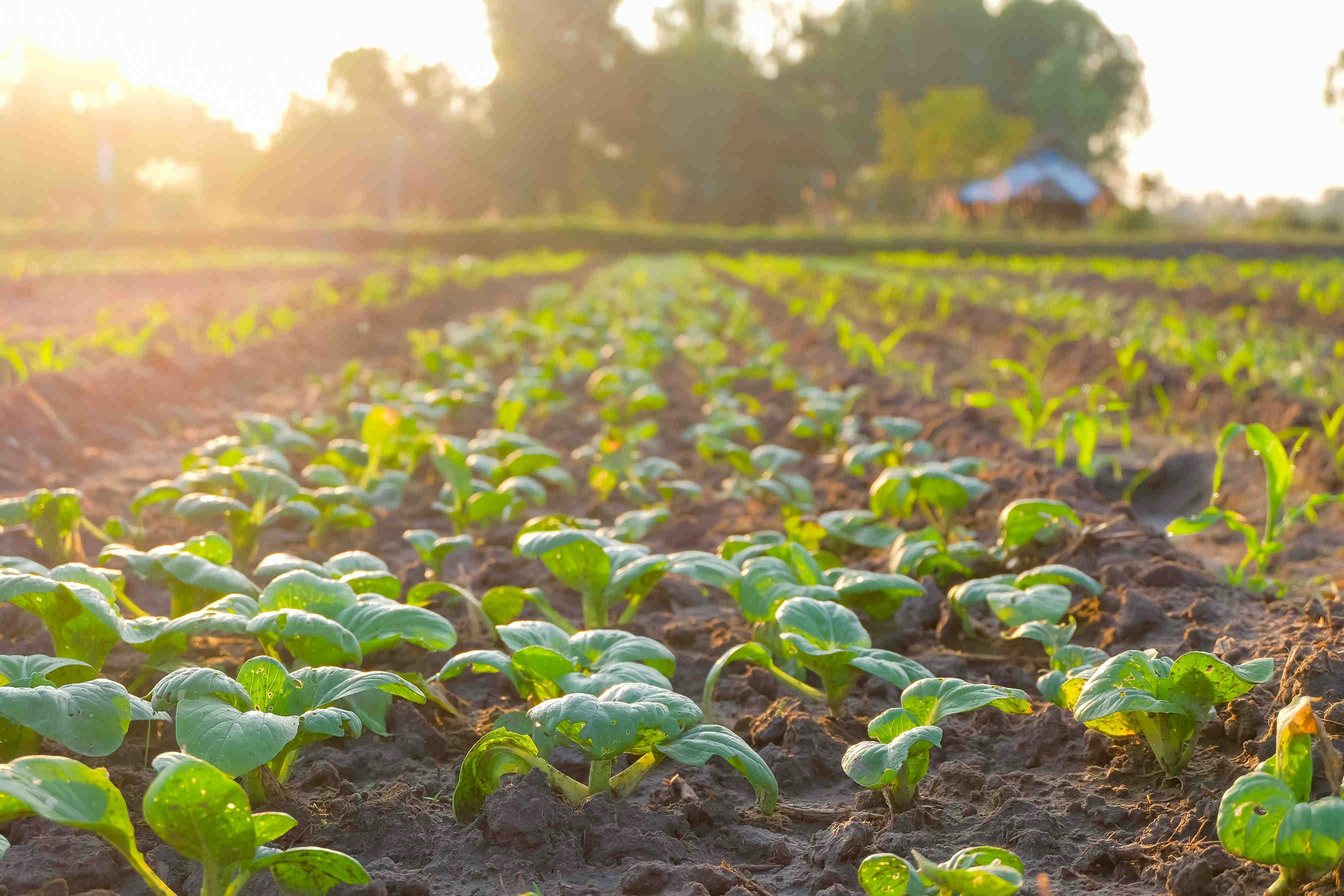Agricoltura sostenibile: raddoppiare la produttività