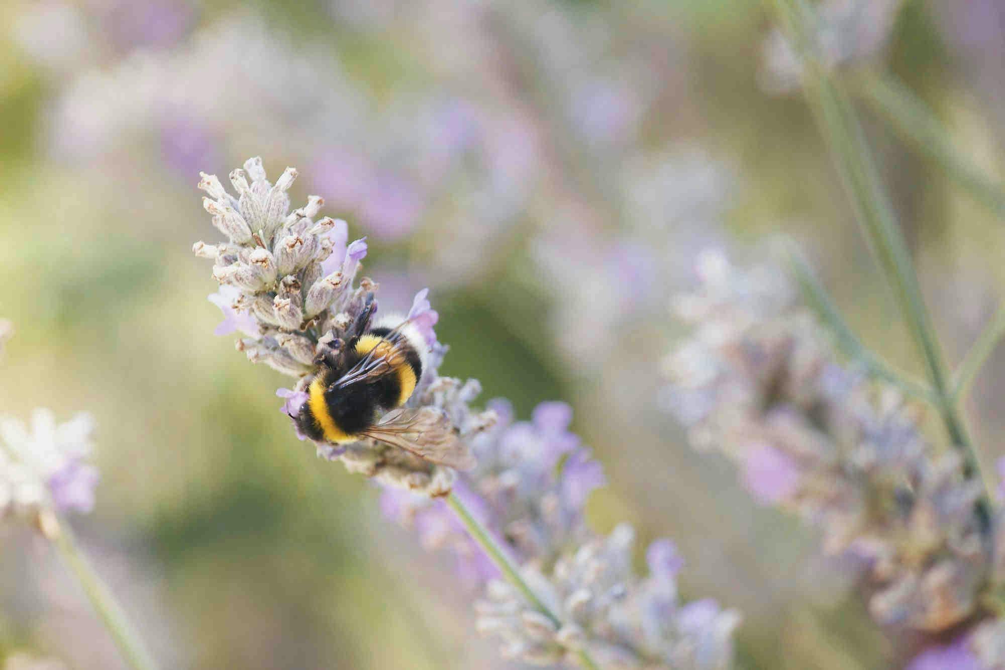 Ciclo de vida de los abejorros: reinas y obreras